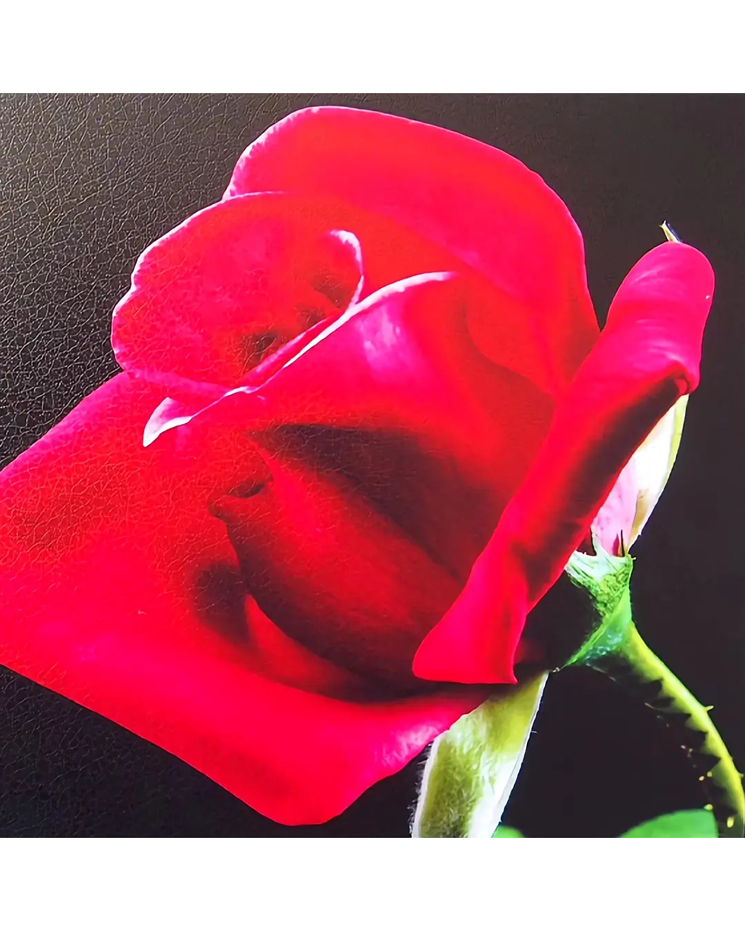 Holographic Laminating Leather 32cms wide